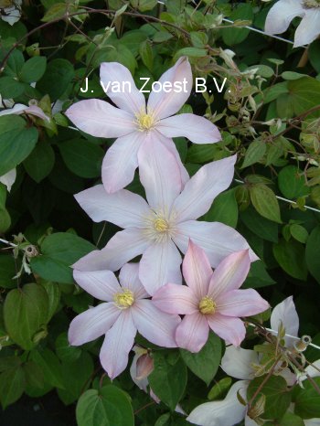 Clematis 'Rose Supreme'