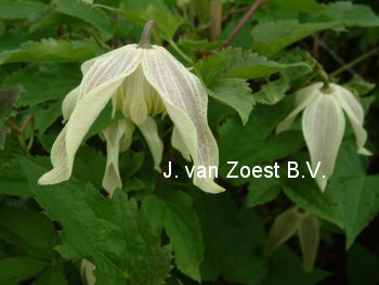 Clematis 'Pointy'