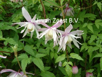 Clematis 'Pink Princess'