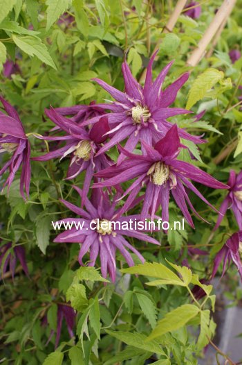 Clematis 'Zooct' (OCTOPUS)