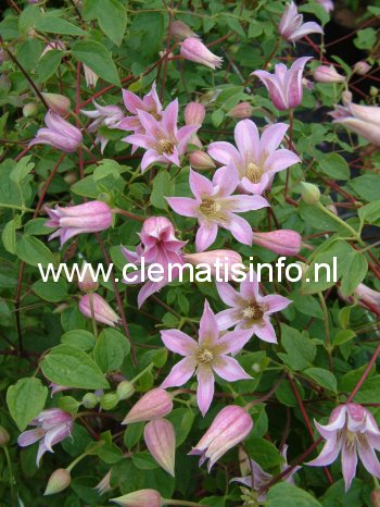 Clematis 'Zomibel' (MIENIE BELLE) (88879)