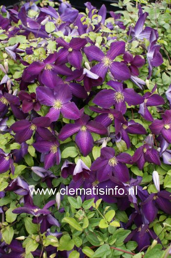 Clematis 'Zojapur' (JACKMANII PURPUREA)