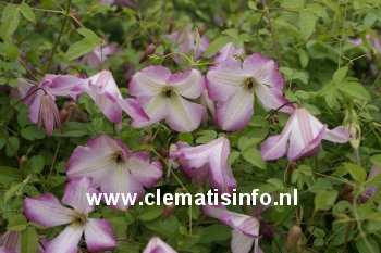 Clematis 'Zoiamladyq' (I AM LADY Q)