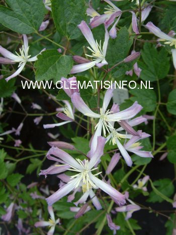 Clematis 'Edward Prichard'