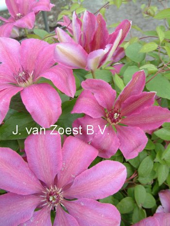 Clematis 'Debutante'