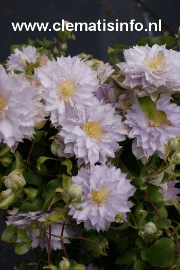 Clematis 'Zodaki' (DANCING KING) (88904)