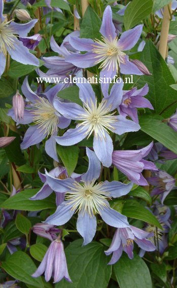 Clematis 'Zoblueriver' (BLUE RIVER)