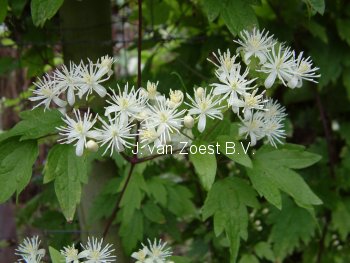 Clematis apiifolia