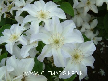 Clematis 'Yukikomachi'