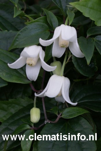 Clematis 'Winter Beauty'