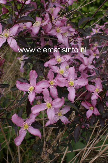 Clematis 'Warwickshire Rose'