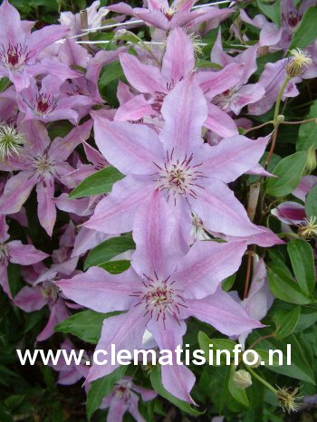 Clematis 'Violetta'