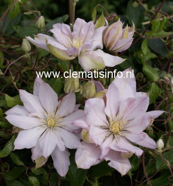 Clematis 'Violet Elizabeth'