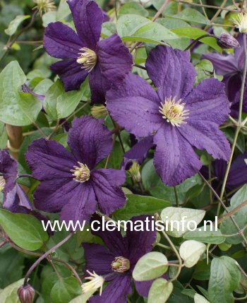 Clematis 'Trikatrei'