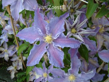 Clematis 'Tartu'