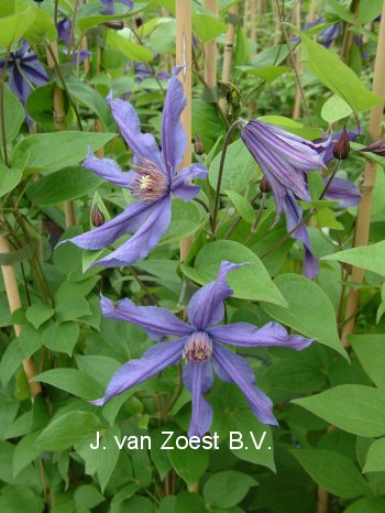 Clematis 'Sizaja Ptitsa'