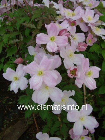 Clematis 'Sir Eric Savill'