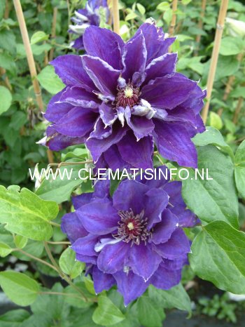 Clematis 'Shin-shigyoku'