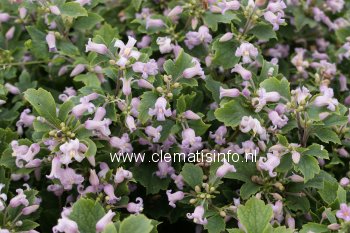 Clematis 'Pink Dwarf' (88940)