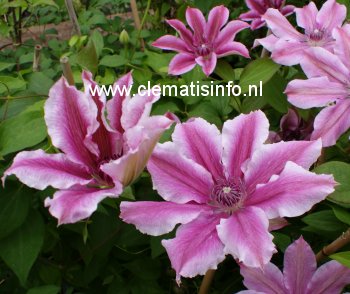 Clematis 'Parasol' (88943)