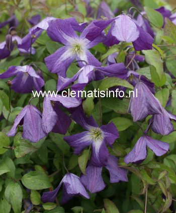 Clematis 'Little Bas'