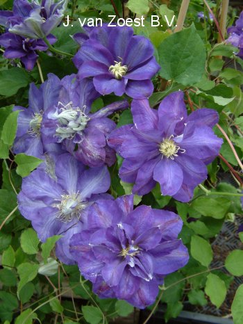 Clematis 'Kunpuh'