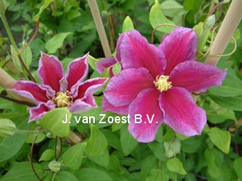 Clematis 'Hania'