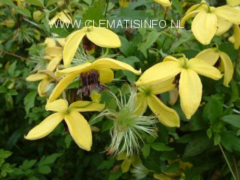 Clematis 'Golden Harvest'