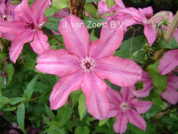 Clematis 'Barbara'