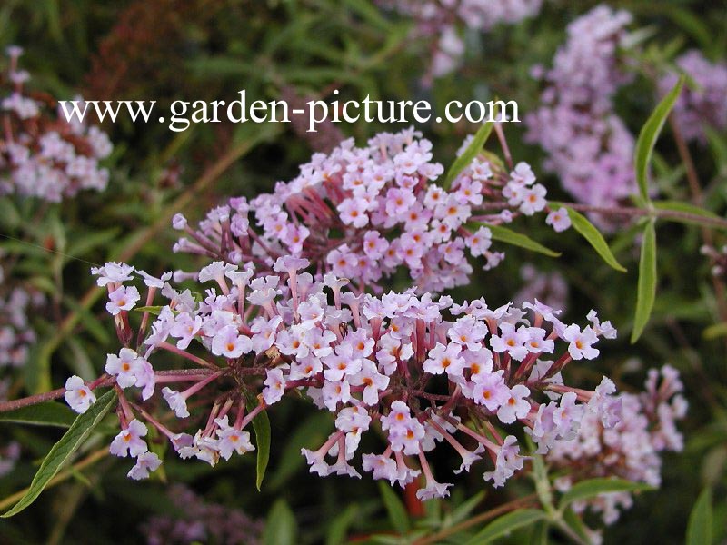 Buddleja davidii nanhoensis (89000)