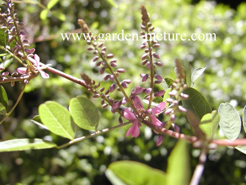 Indigofera howellii