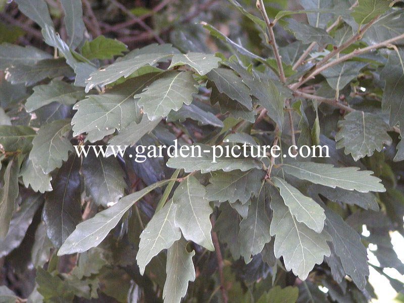 Quercus turneri 'Pseudoturneri'