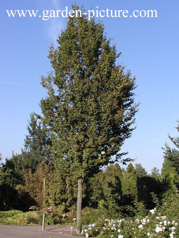 Carpinus betulus 'Frans Fontaine'