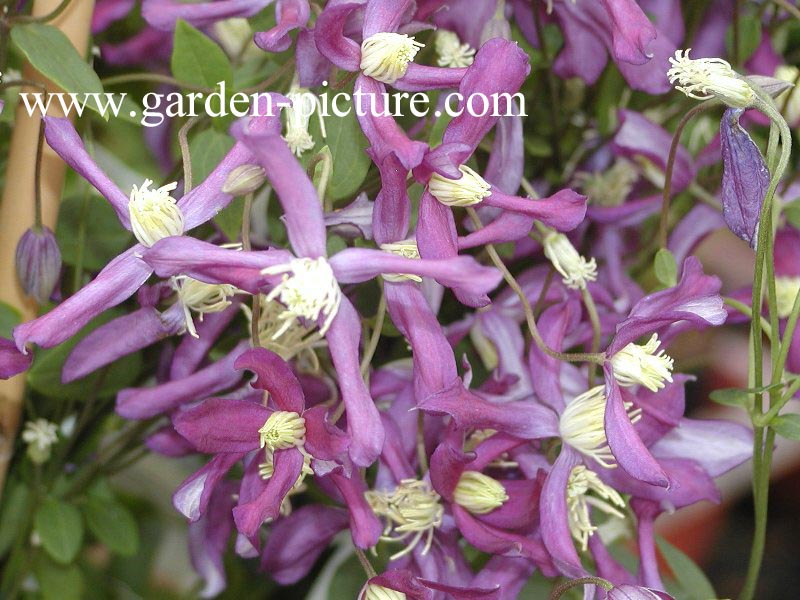 Clematis 'Zopre' (PRETTY IN BLUE)