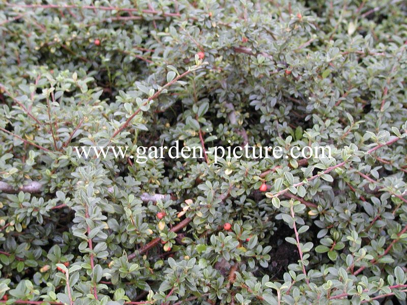 Cotoneaster suecicus 'Skogholm'