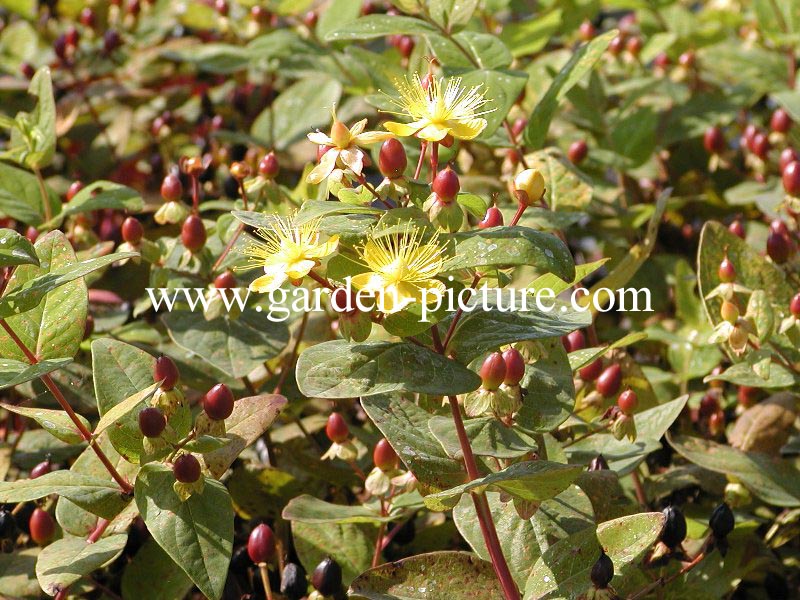 Hypericum inodorum 'Excellent Flair'