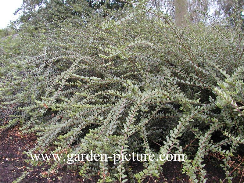 Lonicera nitida 'Lemon Beauty'