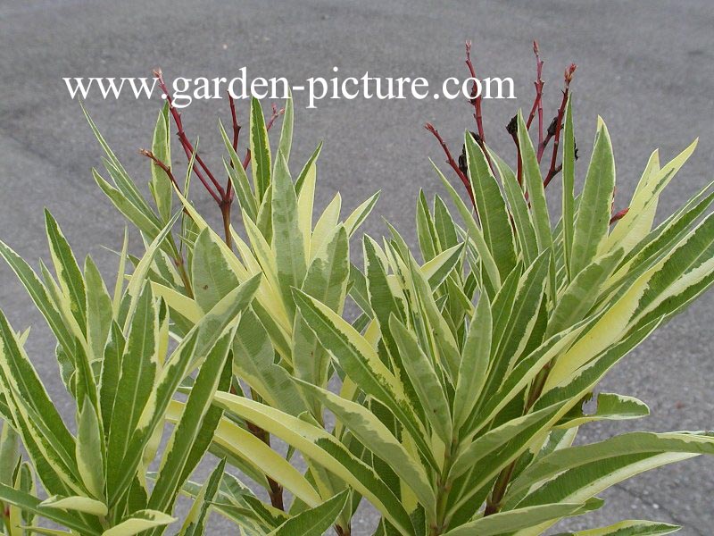 Nerium oleander 'Variegatum'