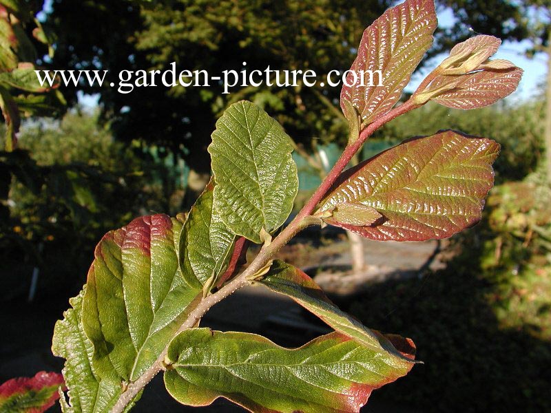 Parrotia persica 'Vanessa'