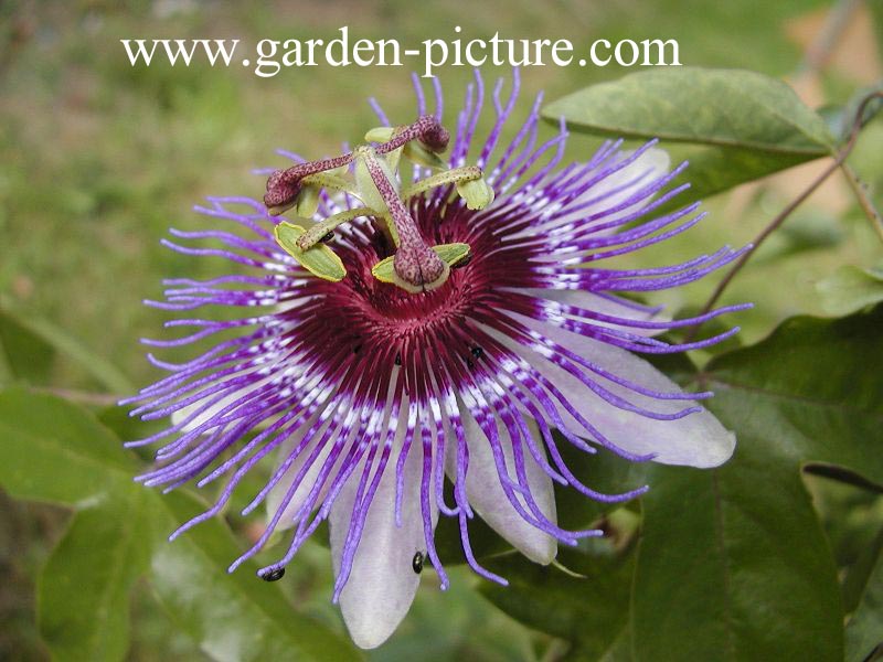 Passiflora 'Purple Haze'