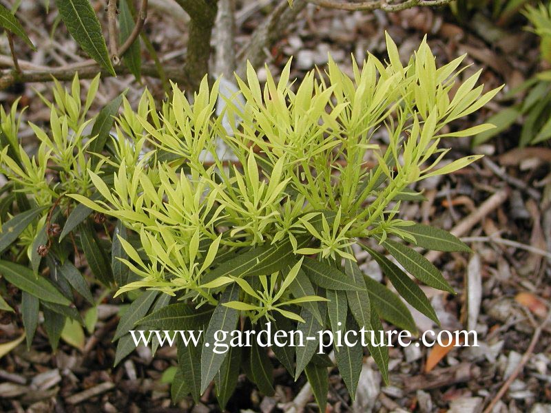 Pieris japonica 'Geisha' (89092)