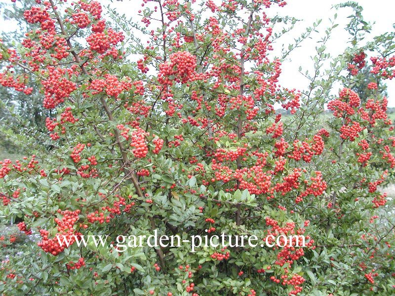 Pyracantha 'Red Column'