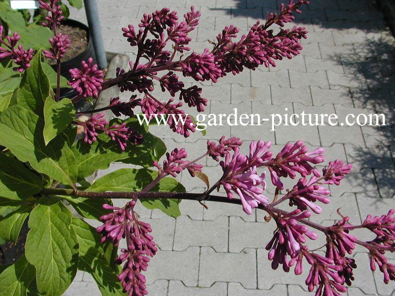 Syringa 'Redwine'