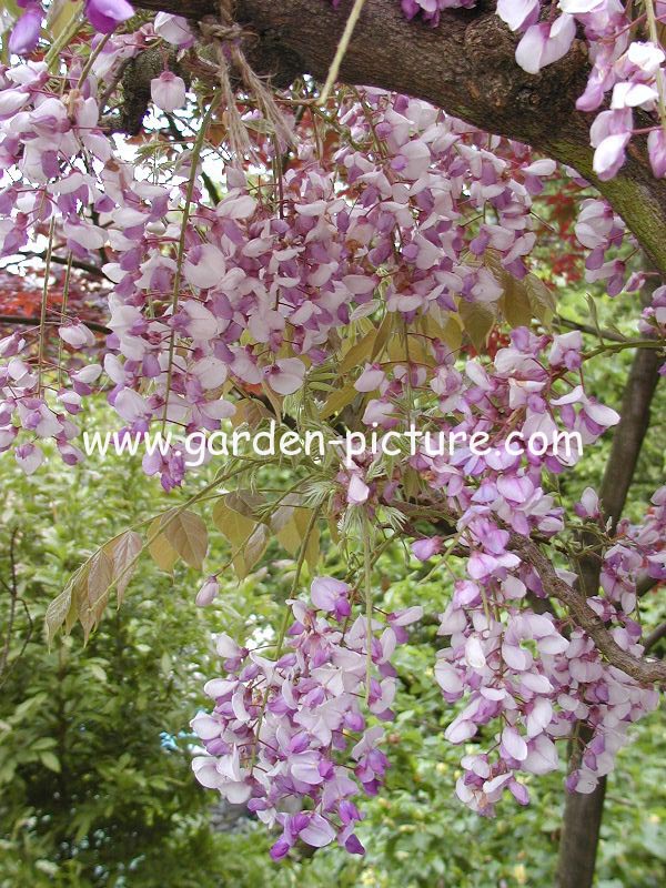 Wisteria frutescens 'Amethyst Falls'