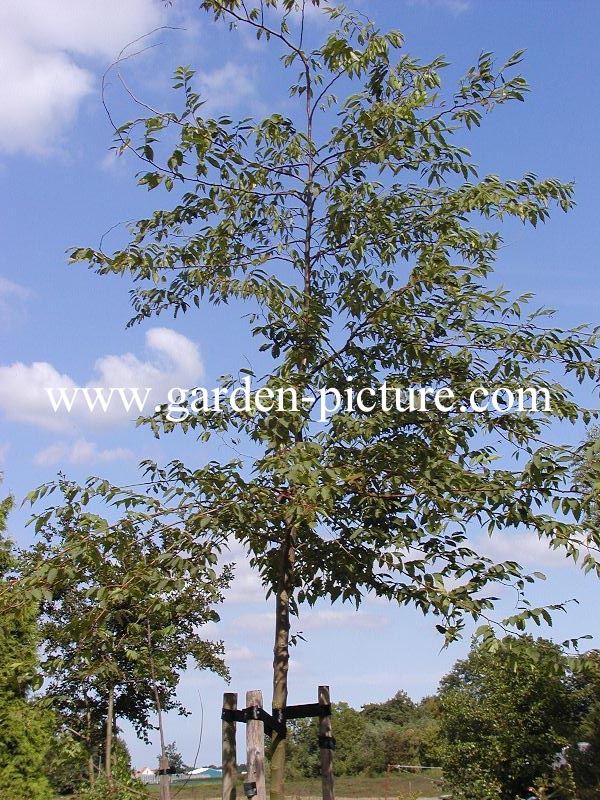 Zelkova serrata 'Flekova' (GREEN VASE) (89128)