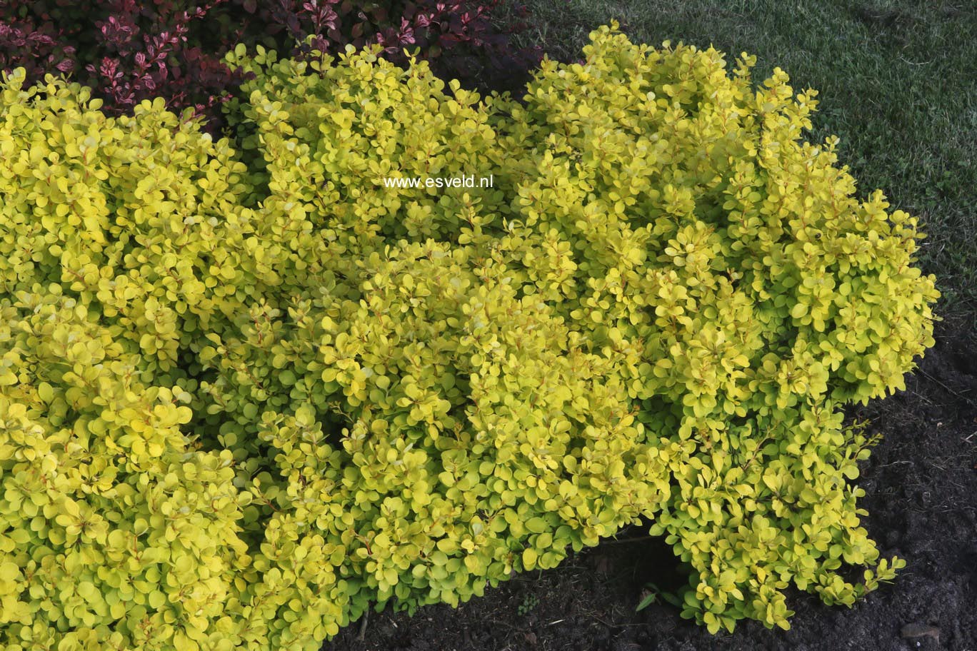 Berberis thunbergii 'Hoho 2' (GOLDEN HORIZON)