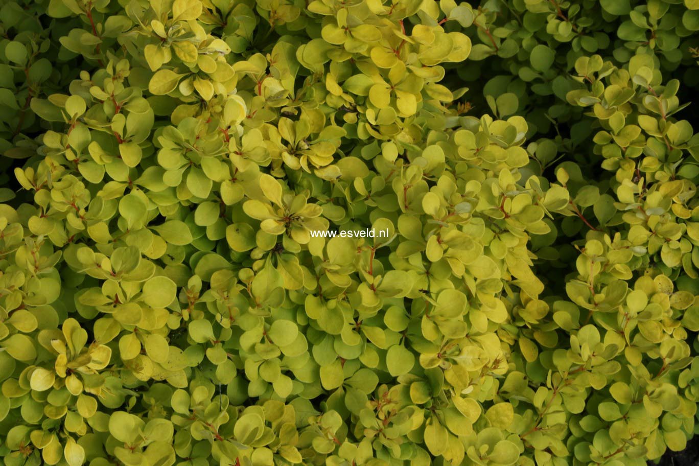 Berberis thunbergii 'Hoho 2' (GOLDEN HORIZON)