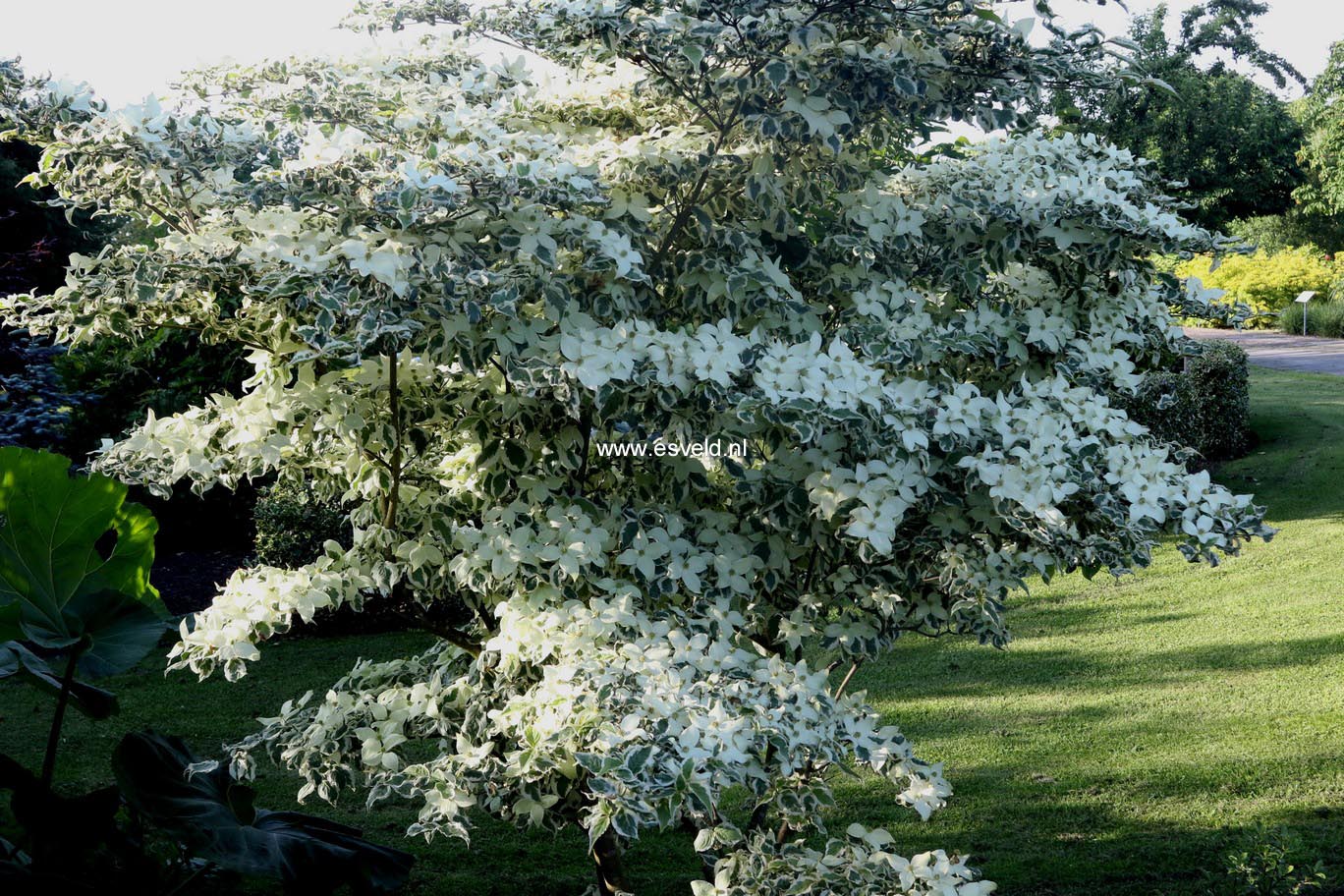 Cornus kousa 'Snowboy'