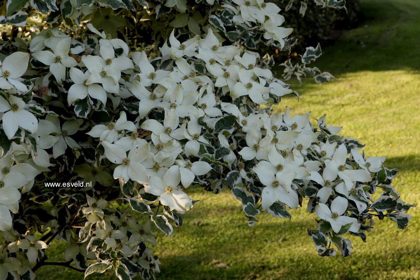 Cornus kousa 'Snowboy'