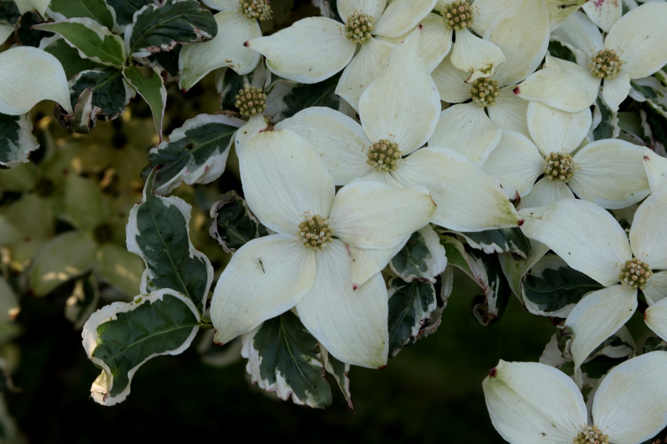 Cornus kousa 'Snowboy'